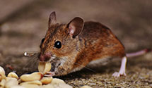 24 Hour & Emergency Exterminators in Woodlawn Heights, IN